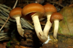 pholiota-lenta