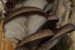 pleurotus-ostreatus