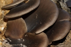 pleurotusostreatus2