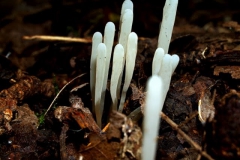 ramariopsis
