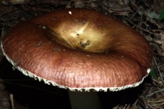 russula-integra