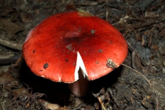 russula-purpurata