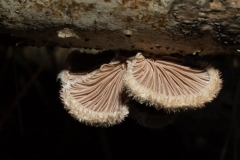schizophyllum-commune-hasadtlemez