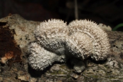 schizophyllum-commune
