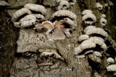 schizophyllumcommune2