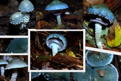 stropharia-coerulea