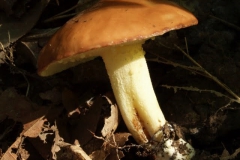 suillus-granulatus