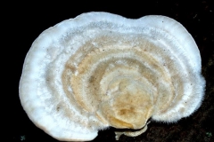 trametes-gibbosa