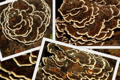 trametes-versicolor-lepketaploo_0