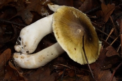 tricholoma-sejunctum