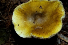tricholoma-sejunctum_0