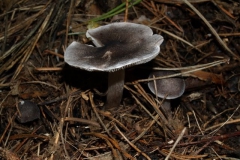 tricholoma-terreum-feny