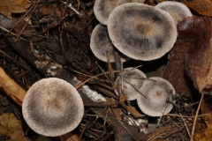 tricholoma-terreum2