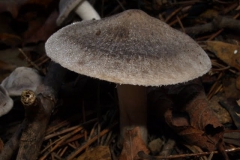 tricholoma-terreum_0