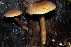 tricholomopsis-rutilans