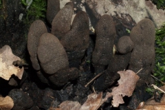 xylaria-polymorpha-2