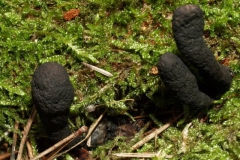 xylaria-polymorpha