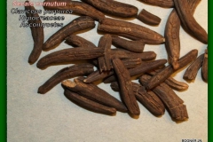 Anyarozs-sclerotium "Varjúköröm"