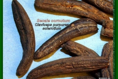 Anyarozs-sclerotium-2 "Varjúköröm"