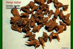 Agárkosbor drog Salep tuber
