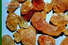 Akácia-drog-2 Gummi arabicum
