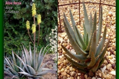Aloe