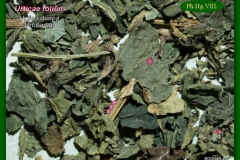 Csalán-levéldrog