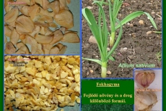 Fokhagyma