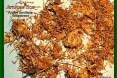 Hegyi árnika-drog