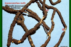 Hánytatatógyökér2 - Ipecacuana radix