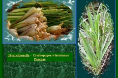 Jávai citronella