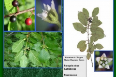 Kutyabenge