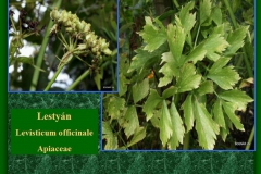 Lestyán