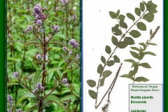 Borsos menta