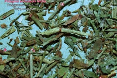 Madárkeserűfű - drog