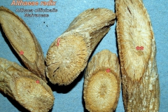 Orvosi ziliz - gyökérdrog