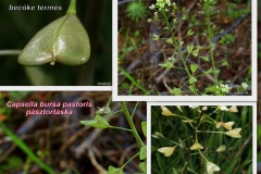 Pásztortáska - becőke termés