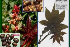 Ricinus