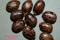 Ricinus - mag