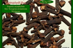 Szegfűszeg - drog