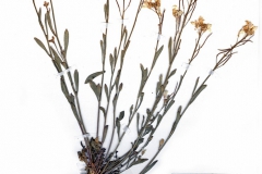 Cardaminopsis hispida