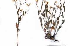 Cardaminopsis arenosa