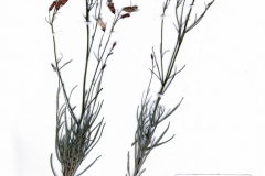 Campanula rotundifolia var