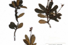 Chimaphila umbellata