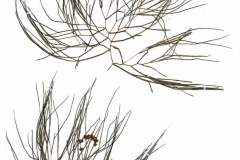 Potamogeton pectinatus