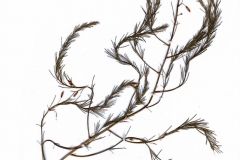 Asparagus officinalis