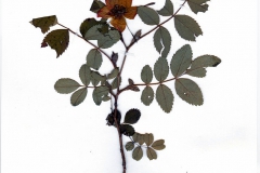 Rosa pendulina