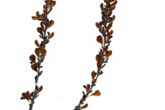 Cytisus procumbens