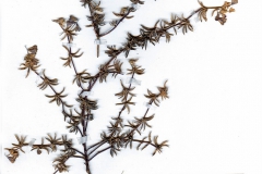 Trigonella monspeliaca