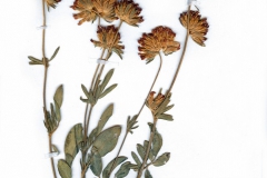 Anthyllis vulneraria